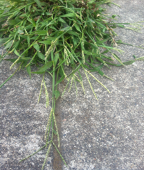 crabgrass in late summer